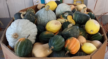 Squash in a bin